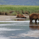 Illustration for article titled Please Enjoy This Gallery Of Amazing Bear Photos